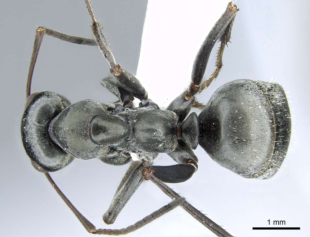 Image of SIlky Ant