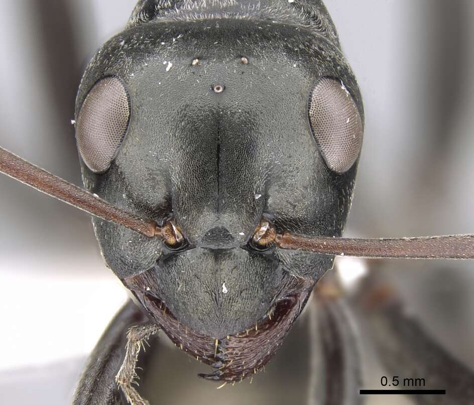 Image of SIlky Ant