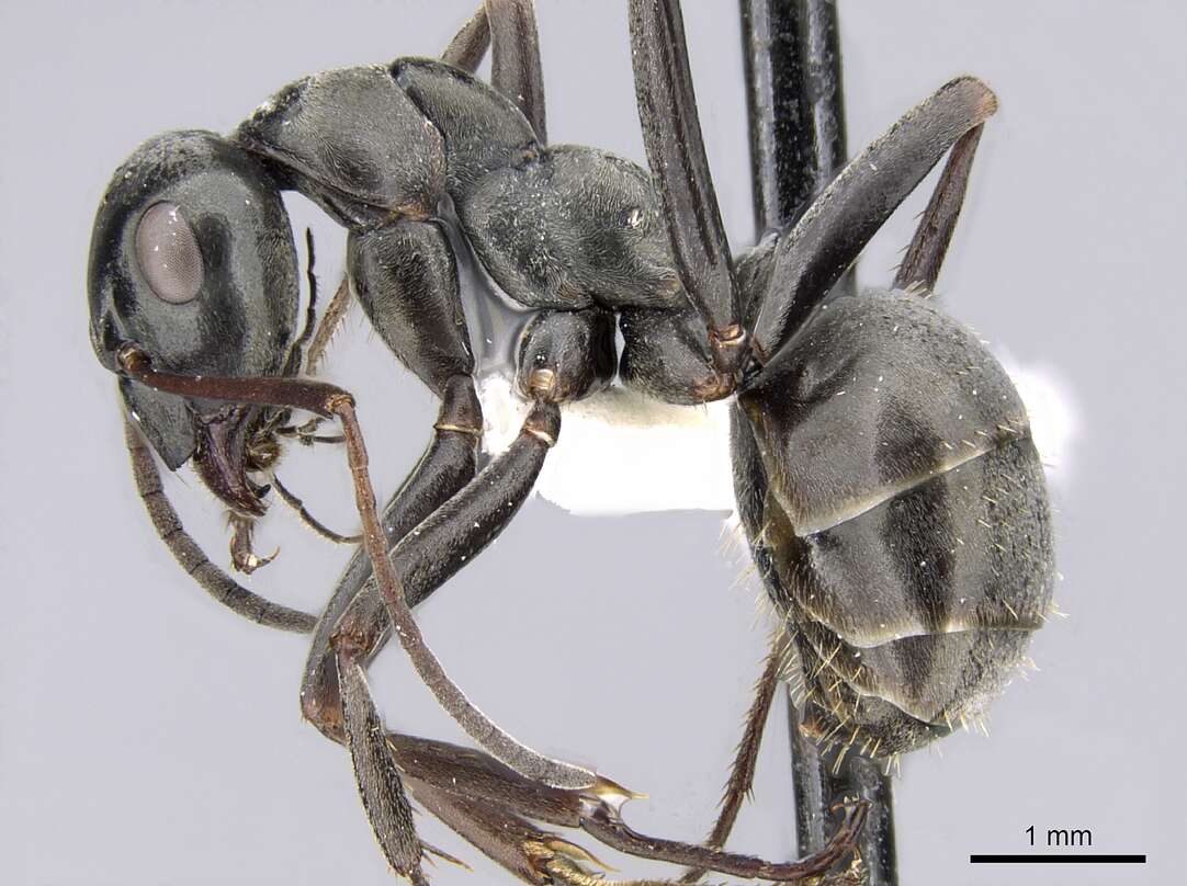 Image of SIlky Ant