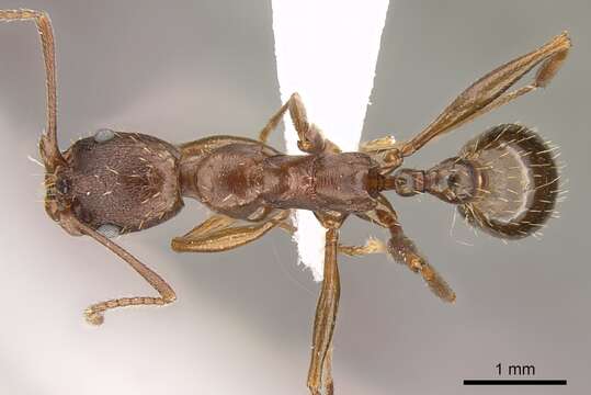 Image of Aphaenogaster ashmeadi Emery 1895