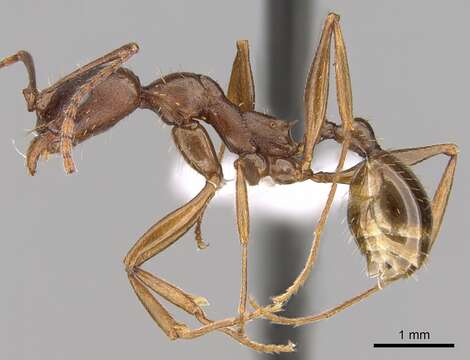 Image of Aphaenogaster ashmeadi Emery 1895