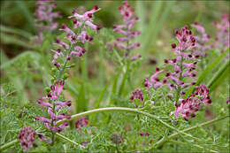 Image of Common Fumitory