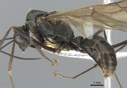 Image of Polyrhachis continua Emery 1887