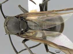 Image of Polyrhachis continua Emery 1887