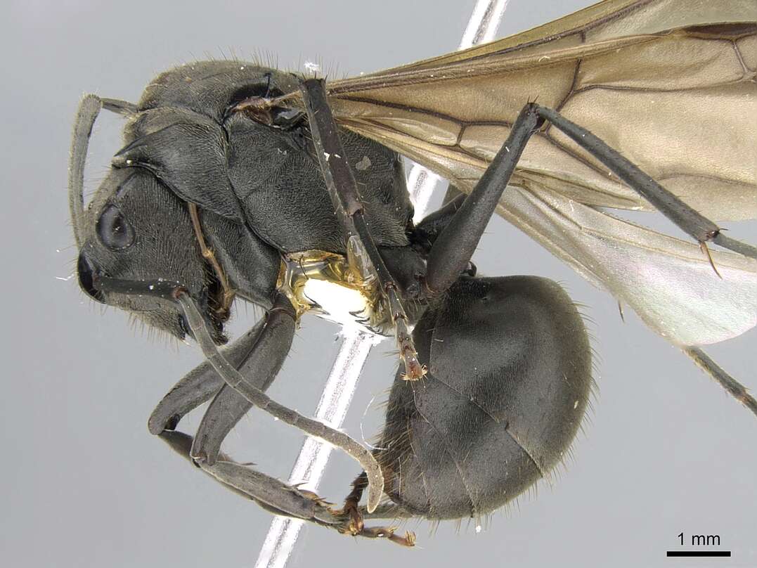 Image of Polyrhachis continua Emery 1887