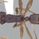 Image of Rhytidoponera enigmatica Ward 1980