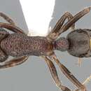 صورة Rhytidoponera anceps Emery 1898