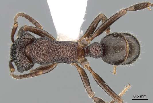 صورة Rhytidoponera anceps Emery 1898