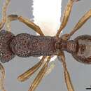 Image of Rhytidoponera kurandensis Brown 1958