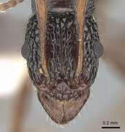 Image of Rhytidoponera chnoopyx Brown 1958
