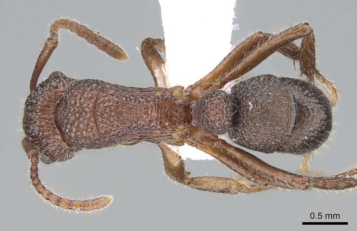 Image of Rhytidoponera trachypyx Brown 1958