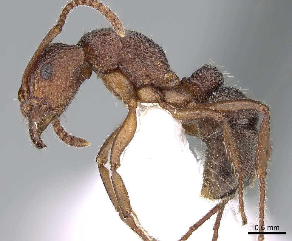 Image of Rhytidoponera trachypyx Brown 1958