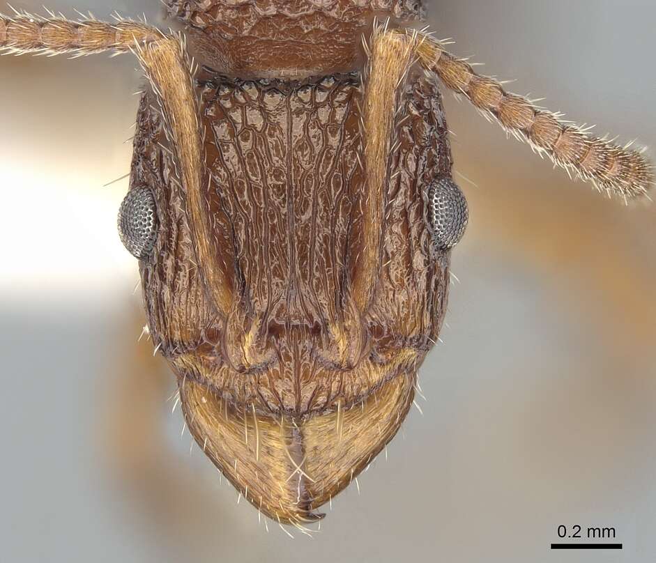 Image of Rhytidoponera borealis Crawley 1918