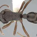 Image of Rhytidoponera clarki Donisthorpe 1943