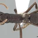 Image of Rhytidoponera scaberrima (Emery 1895)