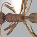 Image of Rhytidoponera reticulata (Forel 1893)
