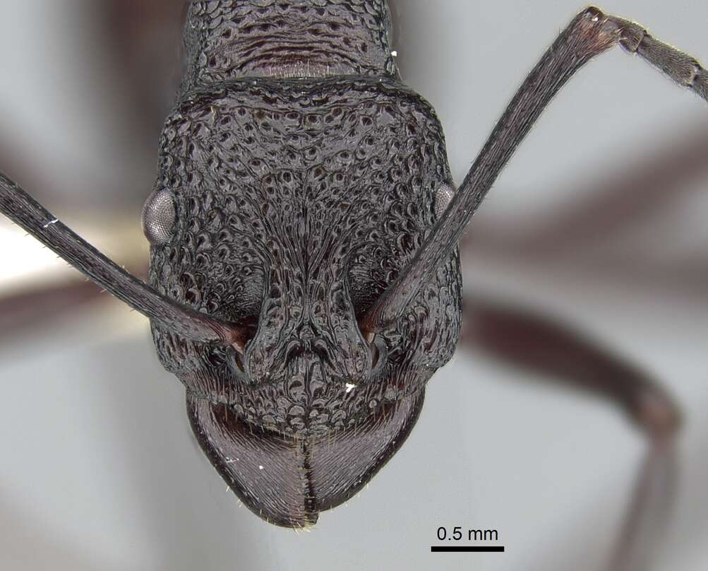 Image of Rhytidoponera rufiventris Forel 1915