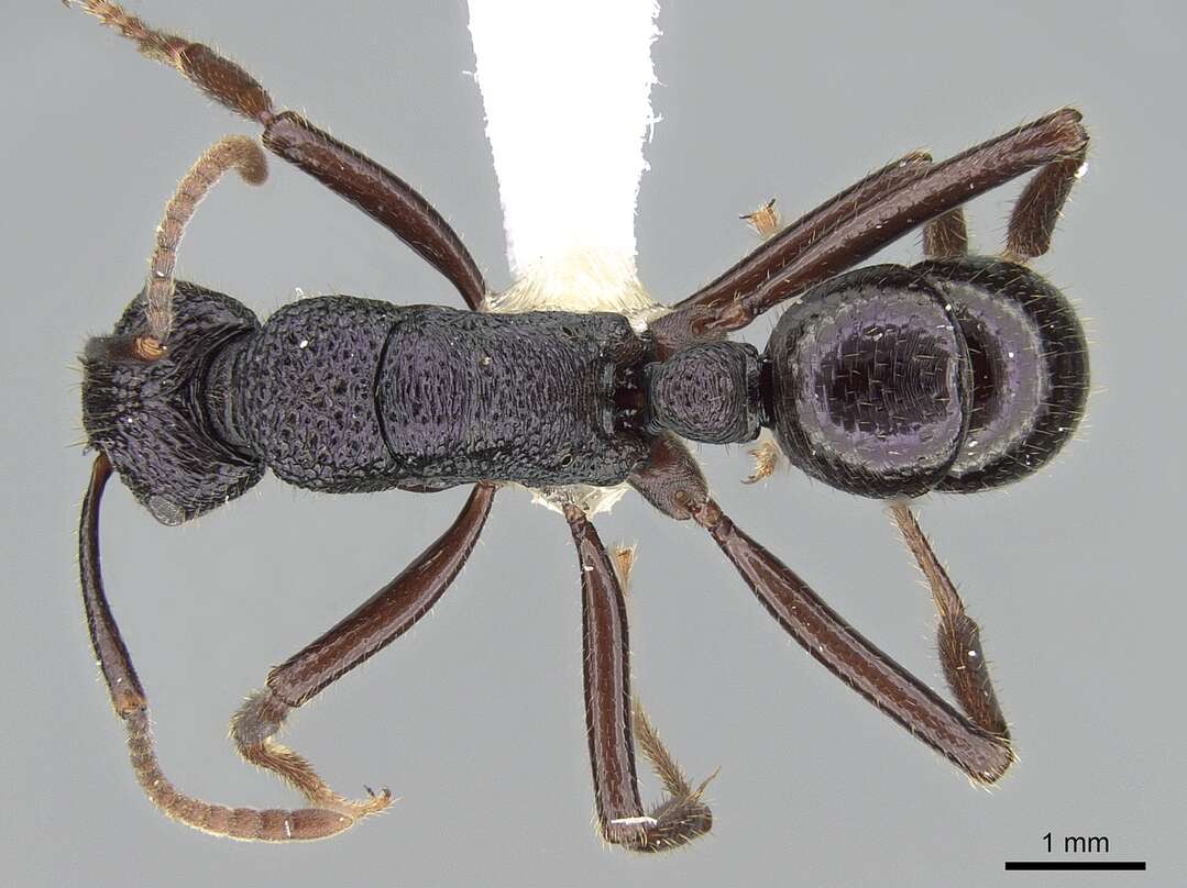 Image of Rhytidoponera fulgens (Emery 1883)