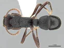 Image of Rhytidoponera koumensis Ward 1984