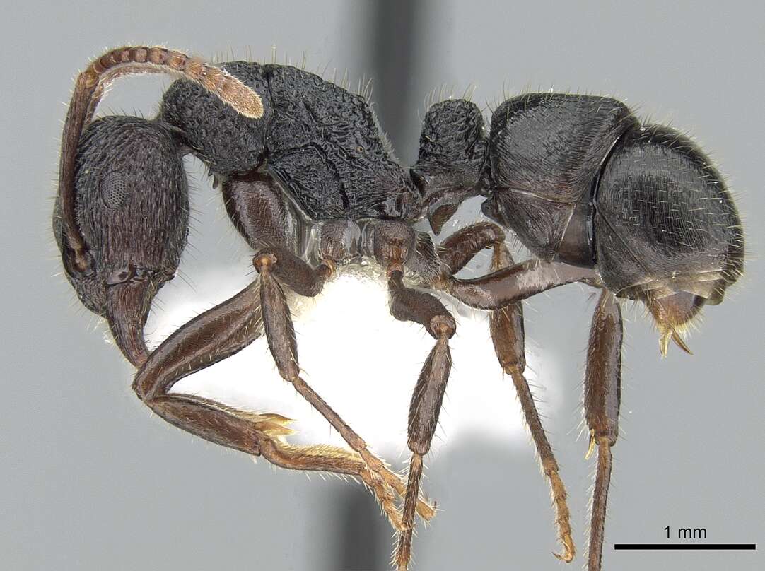Image of Rhytidoponera koumensis Ward 1984