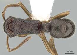 Image of Rhytidoponera numeensis (Andre 1889)