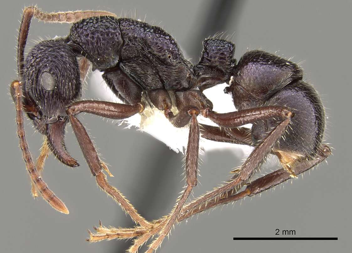 Image of Rhytidoponera opaciventris Ward 1984