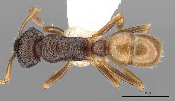 Image of Rhytidoponera insularis Ward 1984