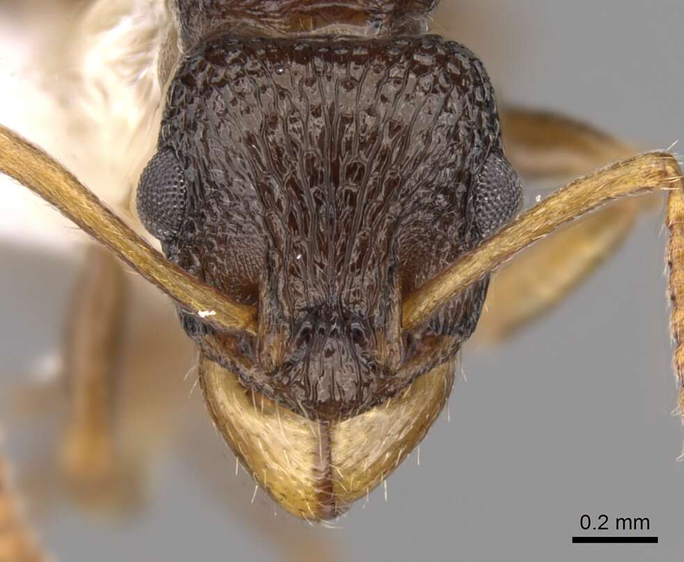 Image of Rhytidoponera insularis Ward 1984