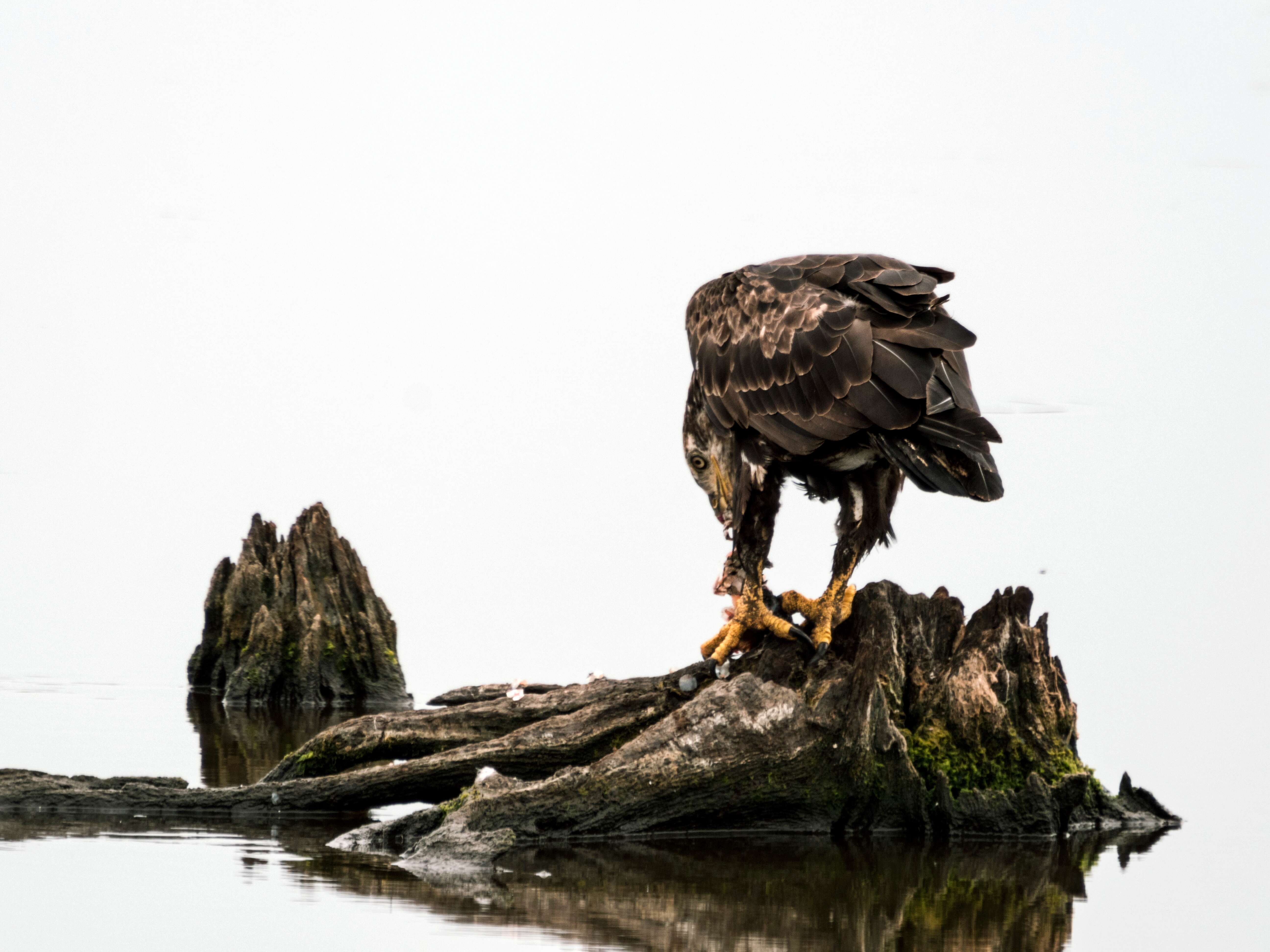 Image of Bald Eagle