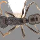 Image de Rhytidoponera pulchella (Emery 1883)