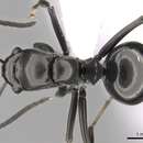 صورة Polyrhachis scissa (Roger 1862)