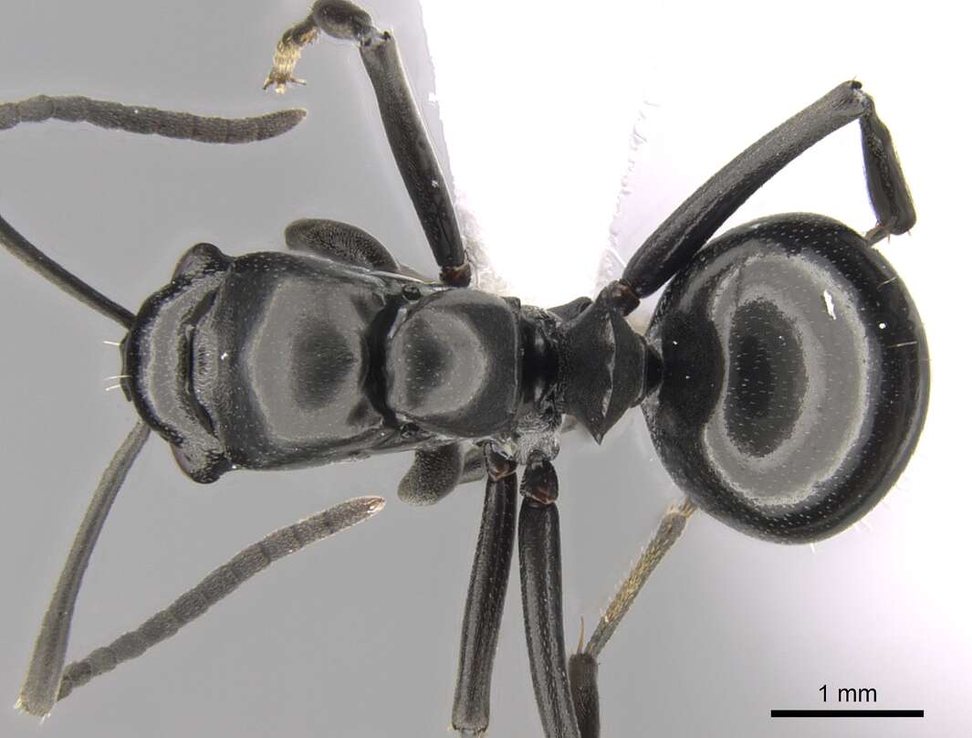 Image of Polyrhachis scissa (Roger 1862)