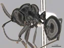 Image of Polyrhachis scissa (Roger 1862)