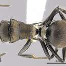 Image of Polyrhachis limbata Emery 1897