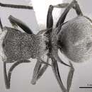 Image of Polyrhachis gab Forel 1879