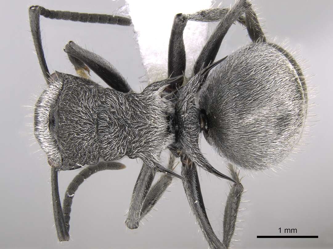 Image of Polyrhachis gab Forel 1879