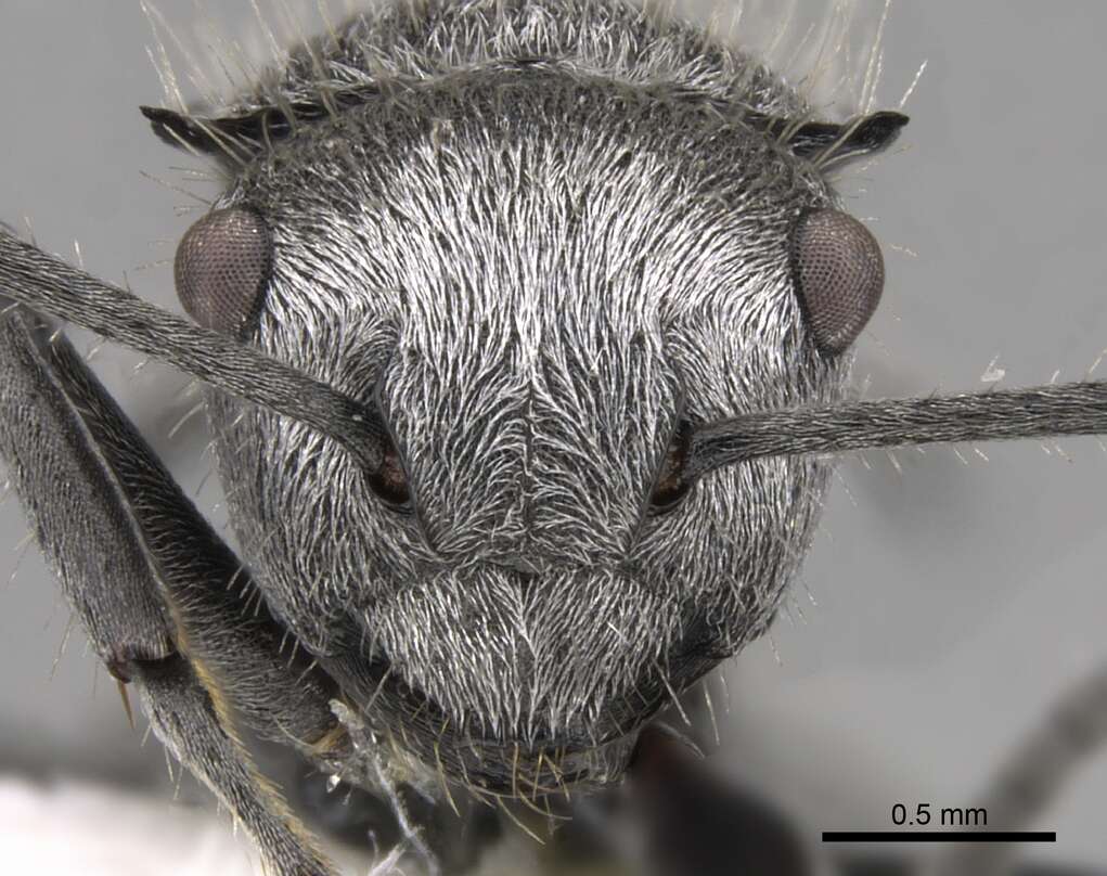 Image of Polyrhachis gab Forel 1879