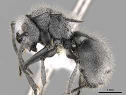 Image of Polyrhachis gab Forel 1879