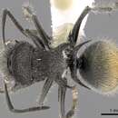 Image of Polyrhachis lata Emery 1895