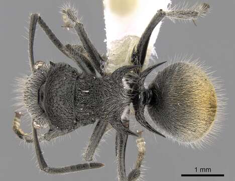 Image de Polyrhachis lata Emery 1895