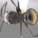 صورة Polyrhachis senilis Forel 1902