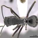 Image of Polyrhachis sokolova Forel 1902