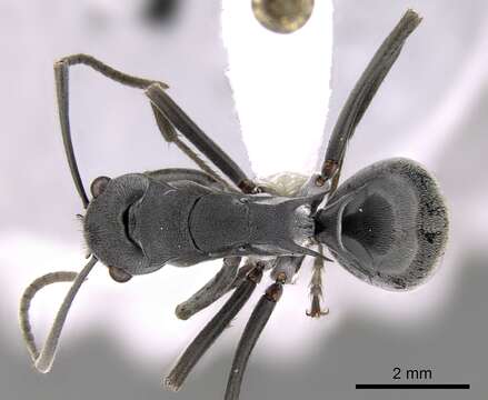 Image of Polyrhachis sokolova Forel 1902