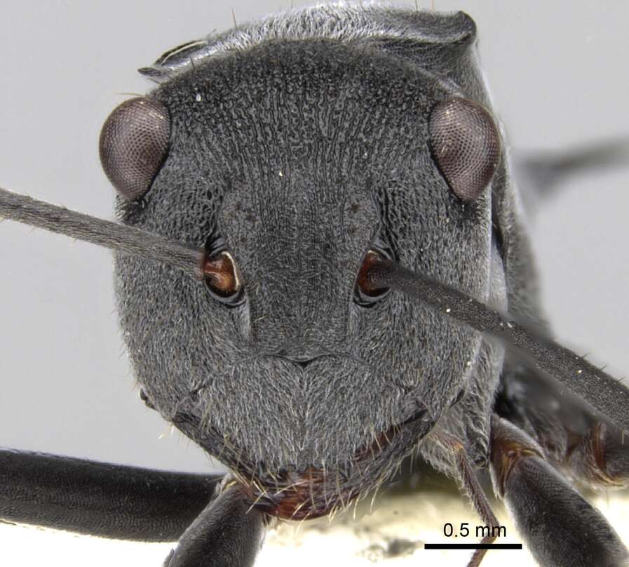 Image of Polyrhachis sokolova Forel 1902