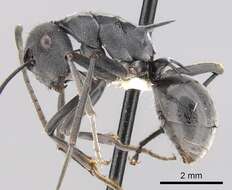 Image of Polyrhachis sokolova Forel 1902