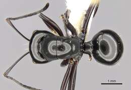 Image of <i>Polyrhachis delecta</i>