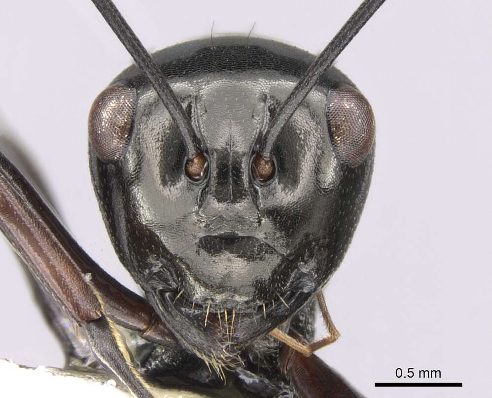 Image of <i>Polyrhachis delecta</i>