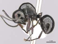 Image of <i>Polyrhachis delecta</i>