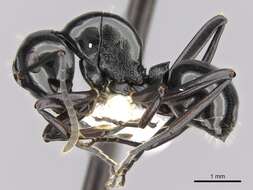 Image of Polyrhachis yorkana Forel 1915