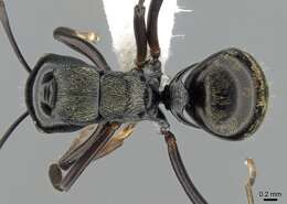 Image de Polyrhachis calliope Emery 1900